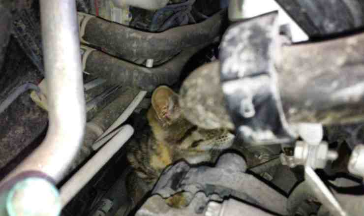 Gattino salvo per miracolo: si era infilato nel vano motore di una macchina (foto Facebook) 