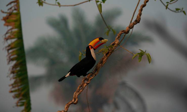 pappagallo pantanal 