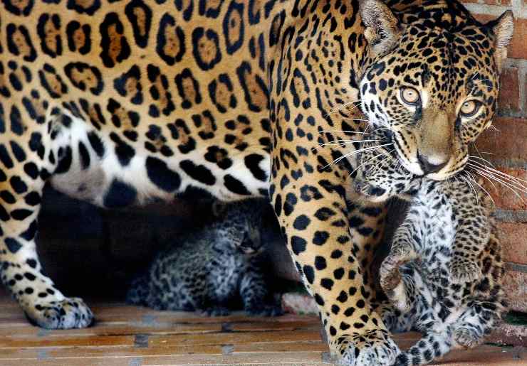 onca pintada pantanal 