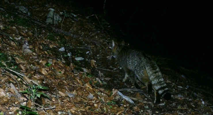 Cucciolo di gatto sulle Dolomiti Bellunesi