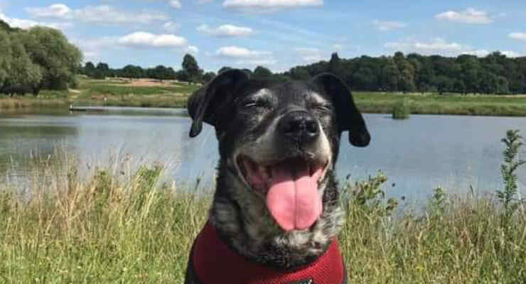 Spillo, il cane scomparso (Foto Facebook) 