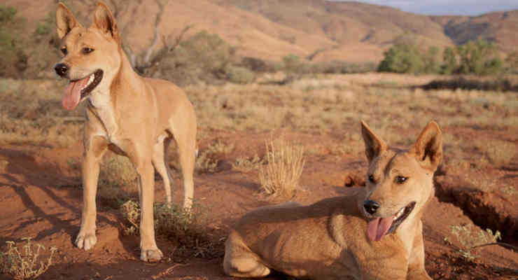 Trovati lontani cugini del Dingo australiano: si tratta dei cani cantanti