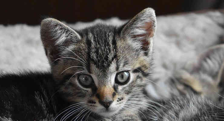 Gattini (foto Pixabay) 