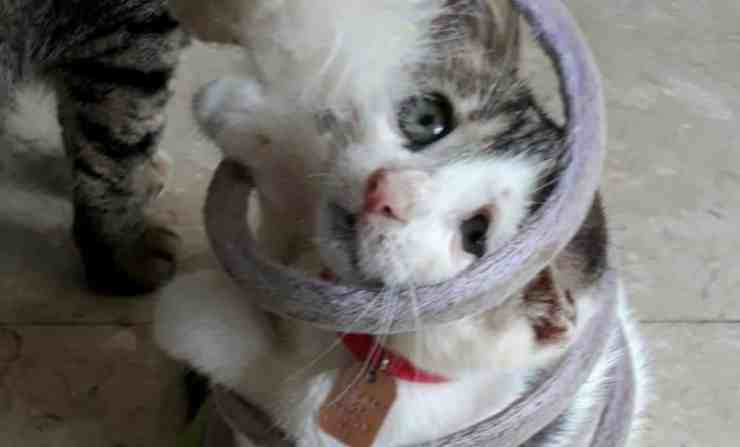 Pnina, la gattina rimasta incastrata nel suo giocattolo (foto Facebook) 