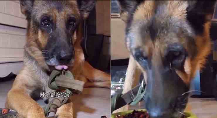 Cina, nasce una nuova "moda": far mangiare peperoncino al cane (screenshot Facebook)
