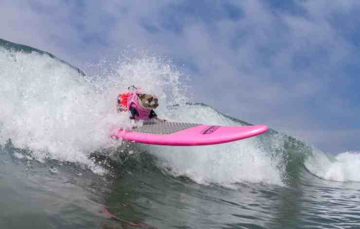 Surf Dog Surf-A-Thon, il concorso dei cani che fanno surf (foto Facebook) 