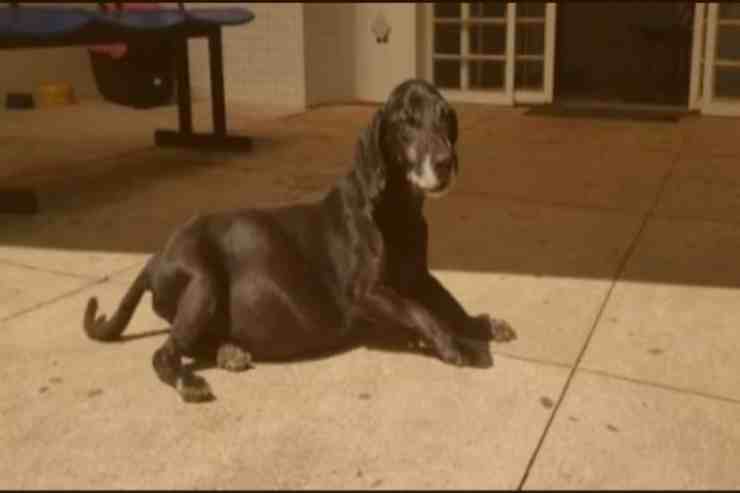 Negao, il cane che aspetta da 10 anni il proprietario morto (foto Facebook) 