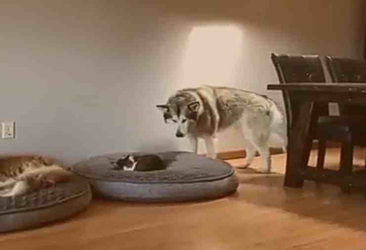 Il gatto ruba la cuccia del suo amico cane: la reazione dell'Husky - (Foto Facebook) 