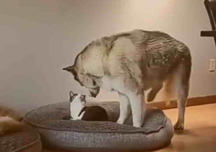 Il gatto ruba la cuccia del suo amico cane: la reazione dell'Husky - (Foto Facebook)