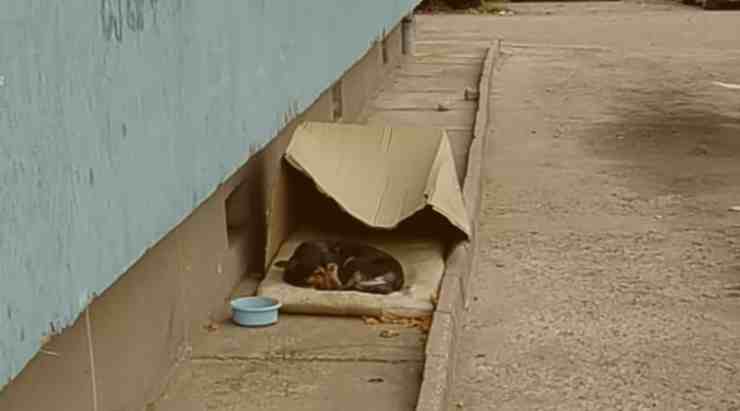 Buzu, il cane che viveva per strada sopra un cuscino (screenshot YouTube) 