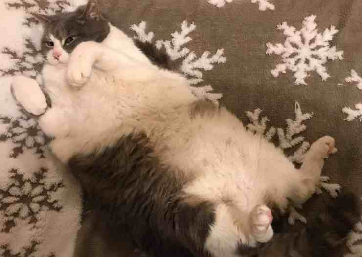 Wilford, il gatto obeso abbandonato dalla sua proprietaria (foto Facebook)