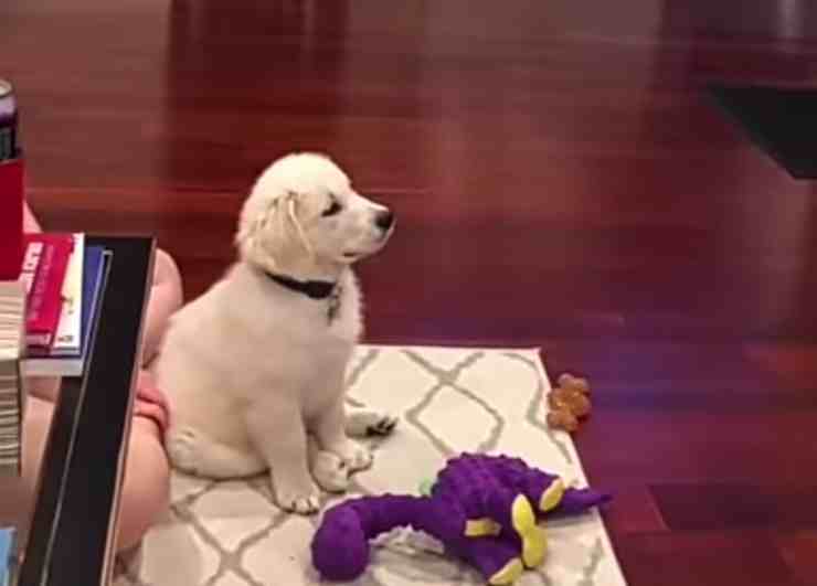 Cucciolo di Golden Retriever ama guardare i cartoni in TV (screenshot YouTube) 