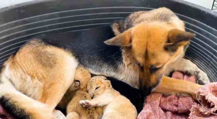 Sandra, il pastore tedesco che fa da balia a due cuccioli di leone (screenshot Instagram)