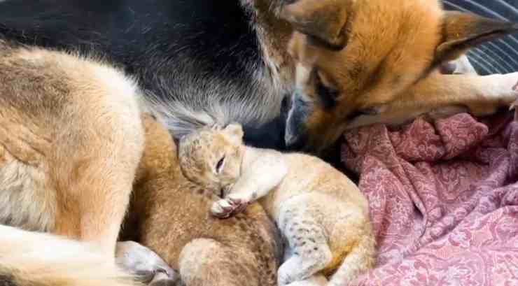 Sandra, il pastore tedesco che fa da balia a due cuccioli di leone (screenshot Instagram)