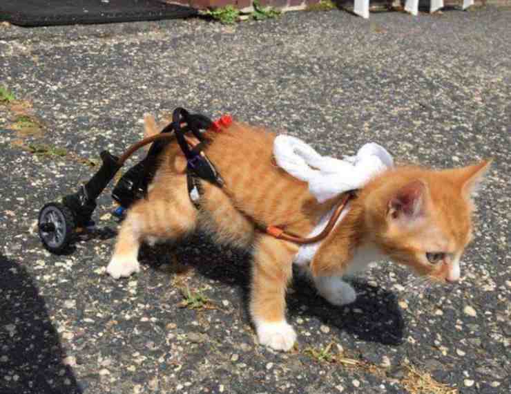 Mac, il gattino paralizzato che ha ripreso a camminare (screenshot YouTube) 