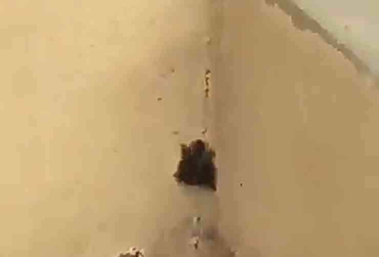 Tartaruga indiana tenta la fuga arrampicandosi sul balcone (screenshot Twitter) 