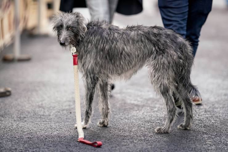 Irish Lurcher