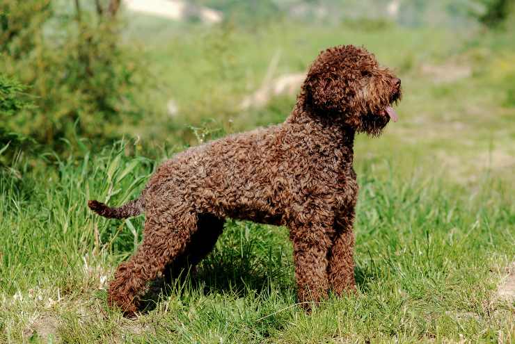 lagotto romagnolo