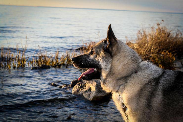 Norsk buhund adulto