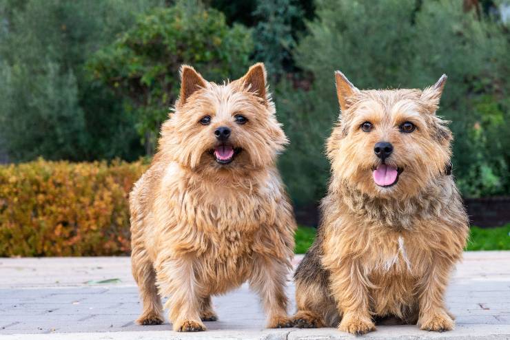 Norwich terrier adulto