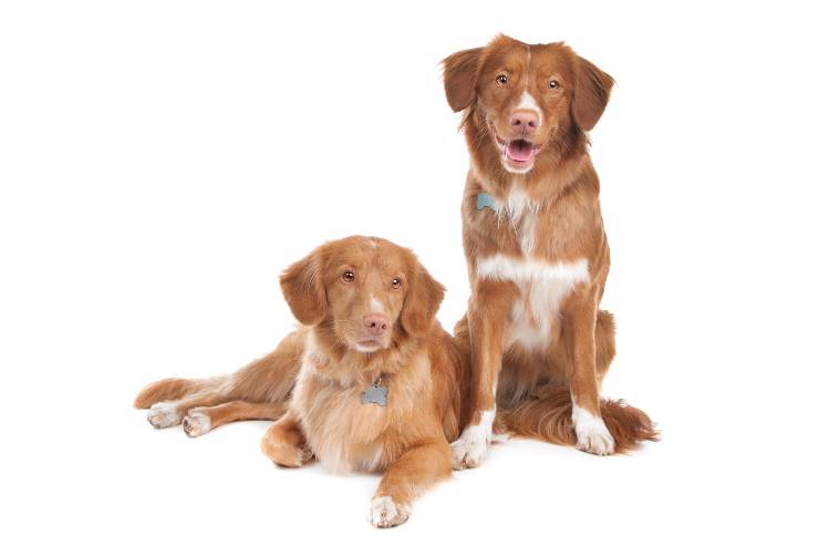 Nova scotia duck tolling retriever adulto