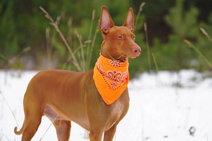 Pharaoh Hound adulto