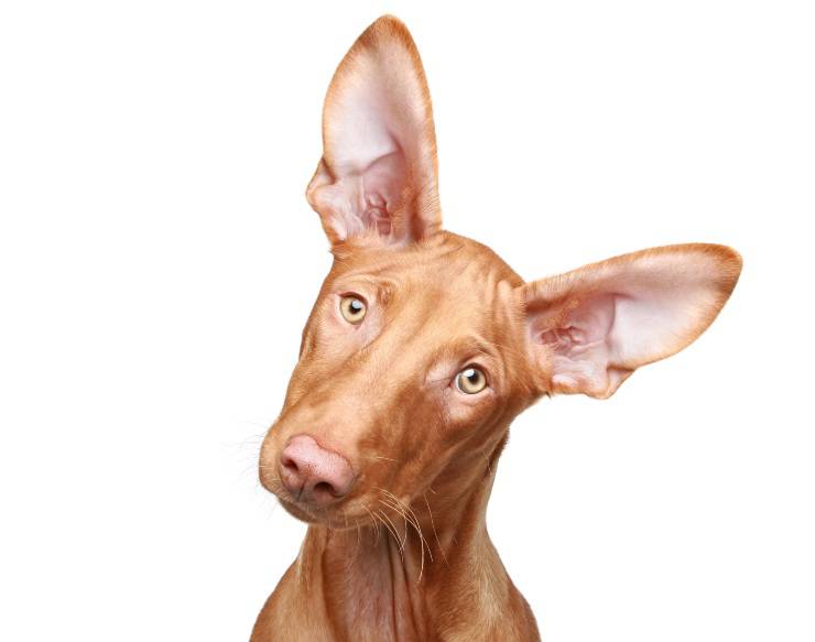 Pharaoh Hound adulto