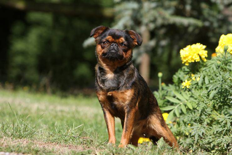 Piccolo brabantino adulto