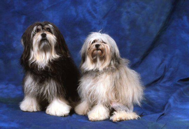 Il Cane Noto Anche Come Piccolo Leone