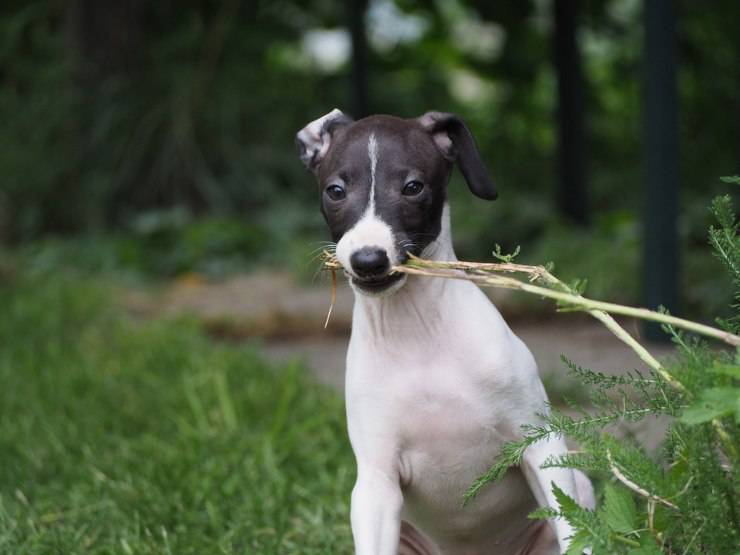 Piccolo levriero italiano cucciolo