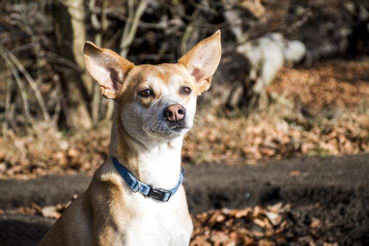 Podenco piccolo o portoghese.