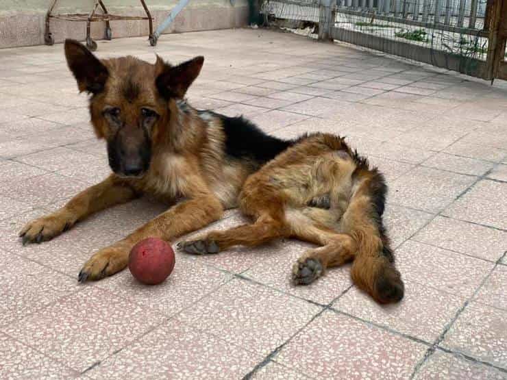 Pulce il cane chiuso da 3 anni in un ripostiglio 