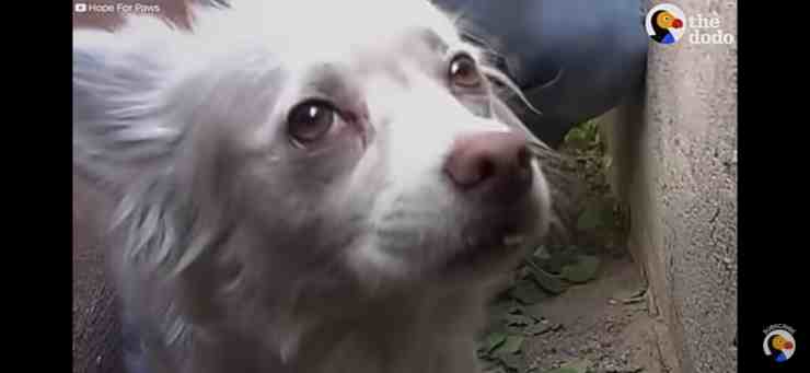 Derby, la dolcissima cagnolina abbandonata nel giorno del trasloco (screenshot YouTube) 