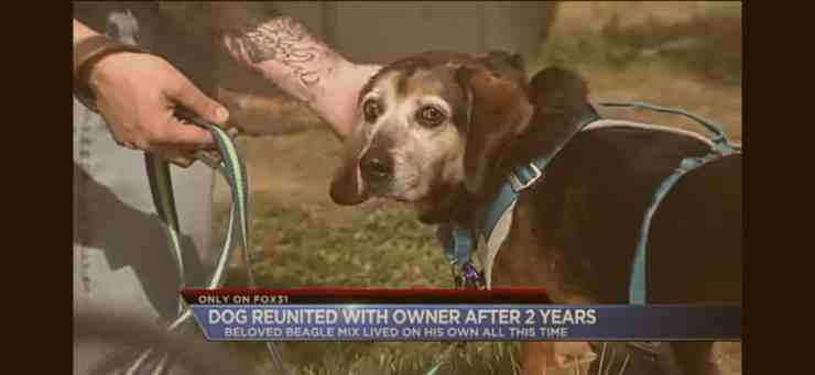 Bosco, il Beagle che dopo due anni ha ritrovato il suo proprietario (screenshot YouTube) 