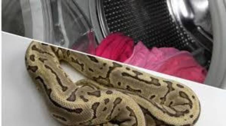 Serpente in lavatrice
