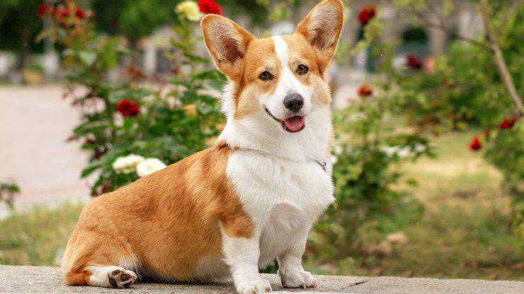 Welsh Corgi