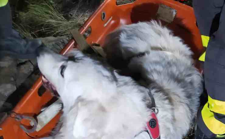 Passeggiata shock in montagna, cane salvato dai vigili del fuoco (foto cloud.vigilfuoco) 