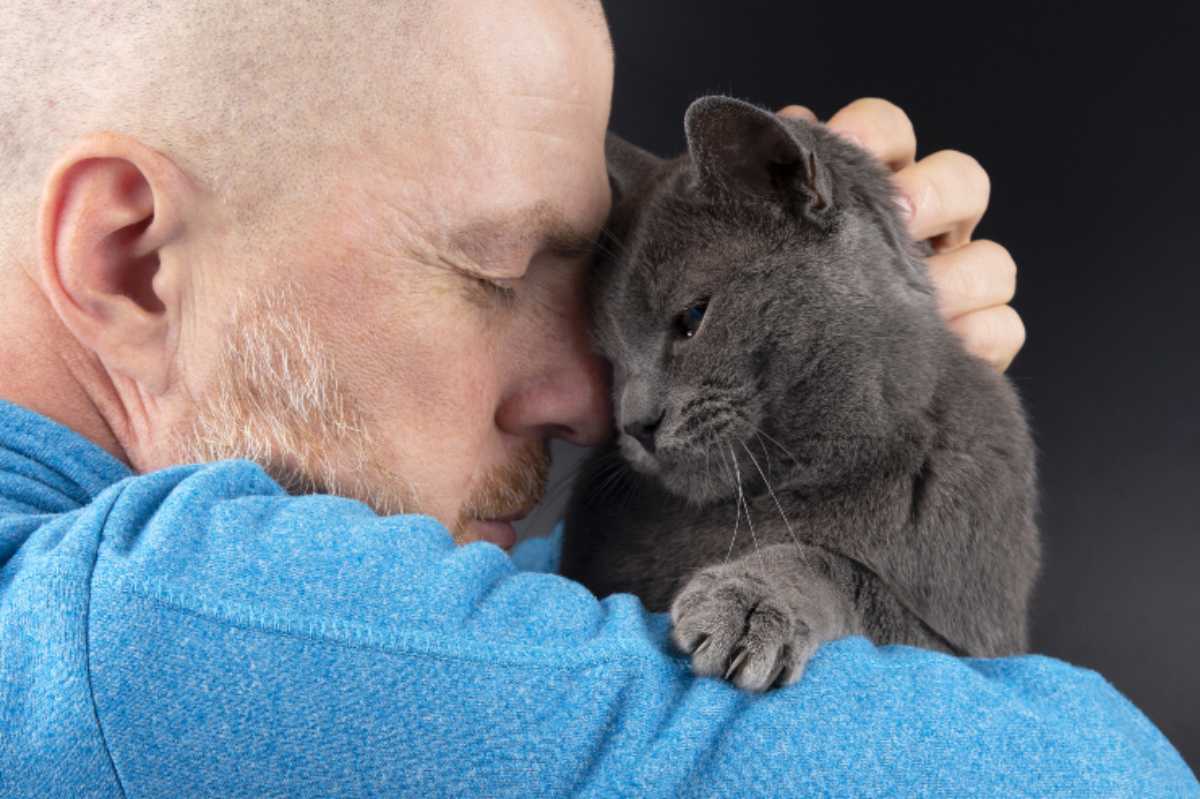 Un Gatto Cade In Testa A Un Uomo