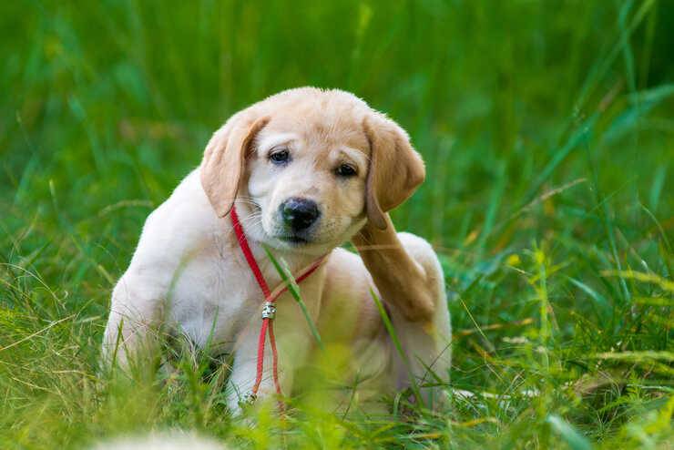 cane labrador si gratta