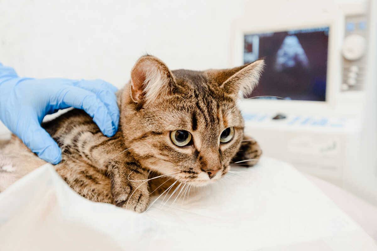 Tumore ai polmoni nel gatto sintomi, diagnosi, aspettativa di vita
