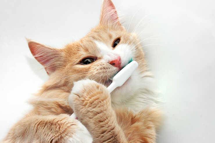 Parodontite nel gatto