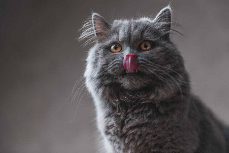 Non Dire Gatto Se Non L'hai Nel Sacco