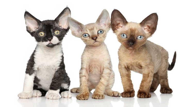 malattie comuni devon rex