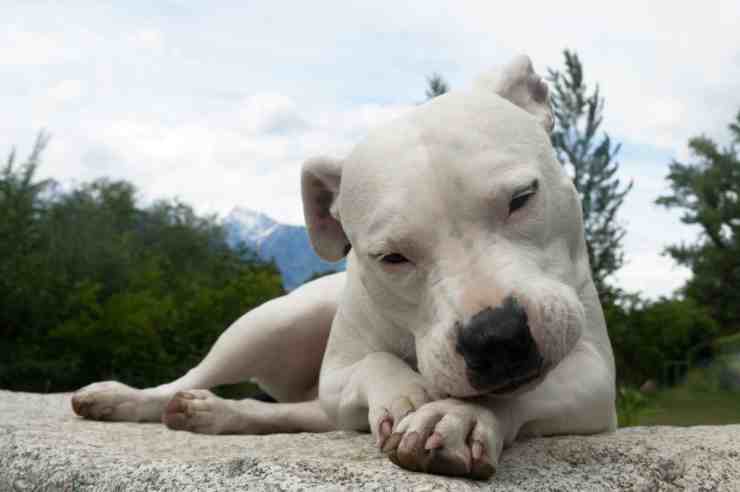 Dogo Argentino (foto Pixabay) 