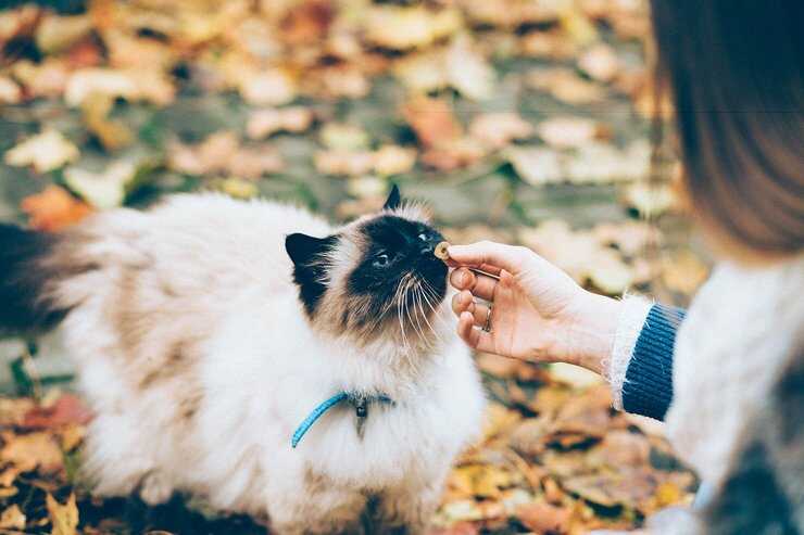 gatto mangia