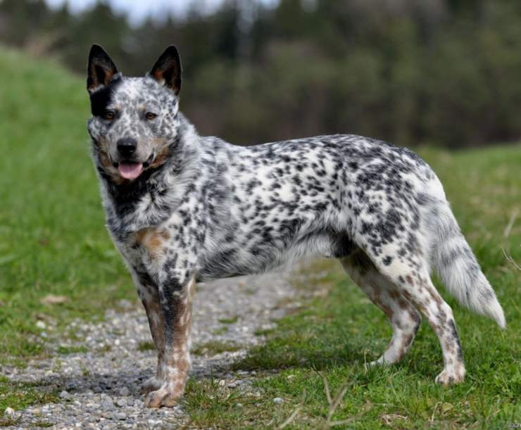 Australian Cattle Dog