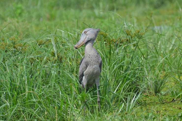 Uccello dal becco a scarpa, Lago Alberto, Uganda