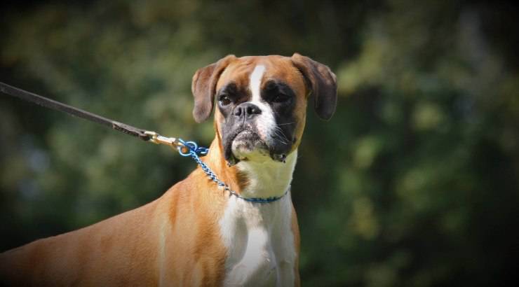 cane boxer