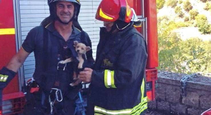 cane vigili del fuoco