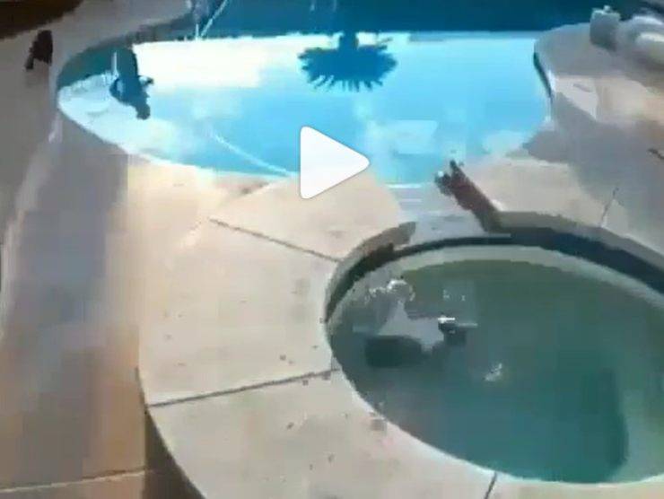 cane cade piscina